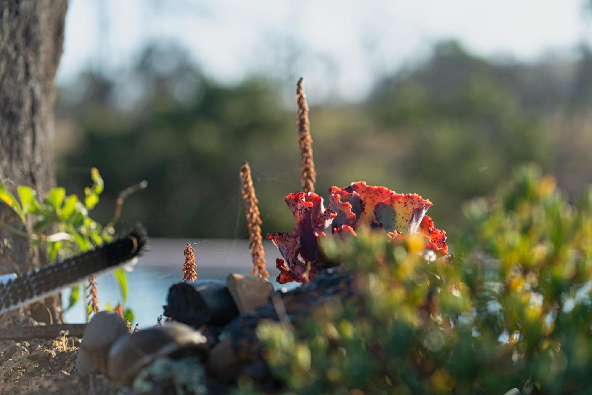 Choeiro Verde - Casa De Campo Na Costa Vicentina Brejao Zewnętrze zdjęcie